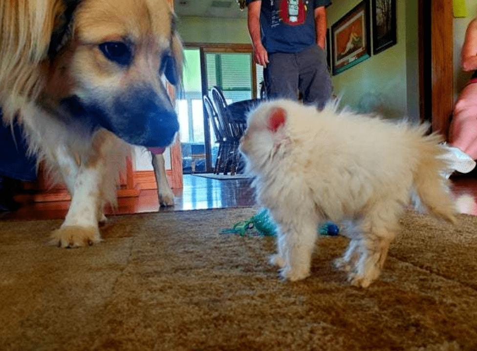 怎么样把受了惊吓的猫引出来,如何惊吓猫咪