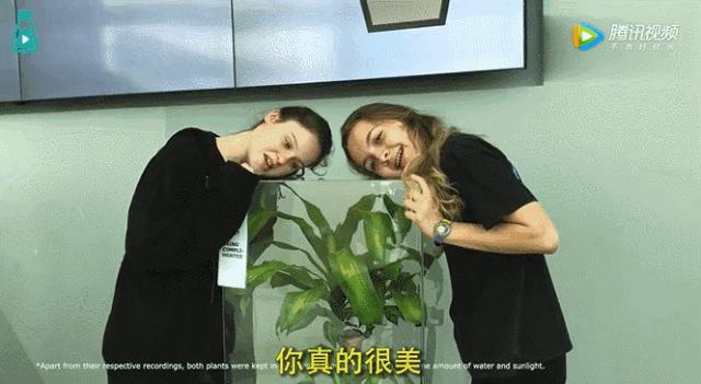 植物的能量和疗愈,植物的灵性和疗愈的力量