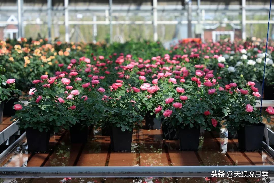 都说“最美人间四月天”，应该就是月季开花的模样吧！