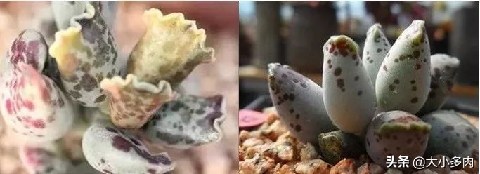 水泡海豹和粉海豹,水泡海豹种类大全大图