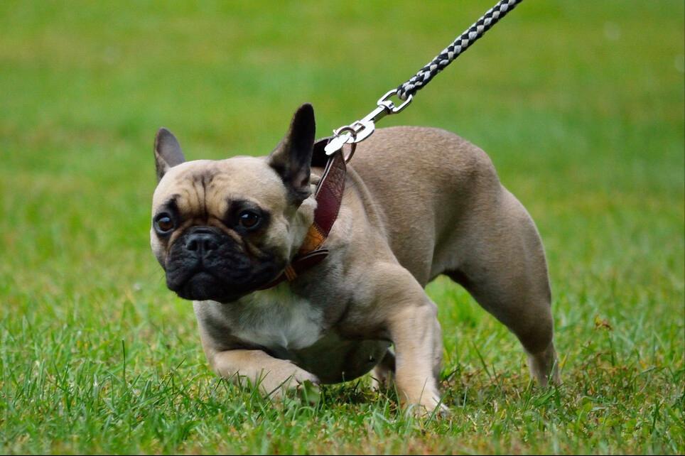 狗狗爆冲乱跑怎么纠正,狗狗见到其他狗爆冲怎么制止