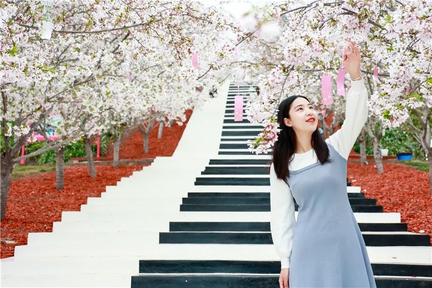 漫花庄园亿朵白樱花绚烂绽放啦，这些樱花的起源你真的知道吗？