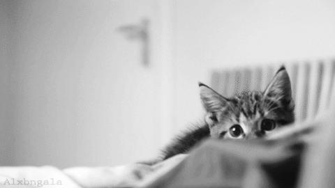 猫咪不是故意抓人如何纠正,猫咪不是有意咬伤的还用打疫苗吗