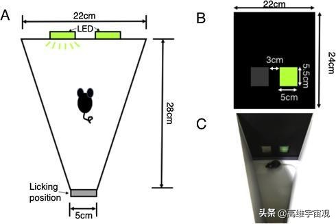 各种动物都有自己生命周期,也许动物确实存在不同时间的形态