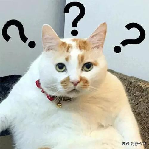 原来猫咪也有脚气,猫咪弱智