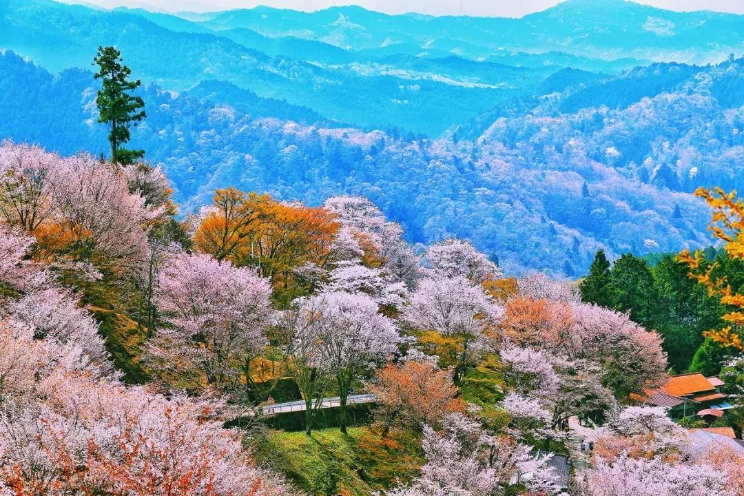 日本樱花季具体时间,日本樱花几月份去最好