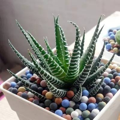 养花新手老养死花,献给那些总把花养死的人