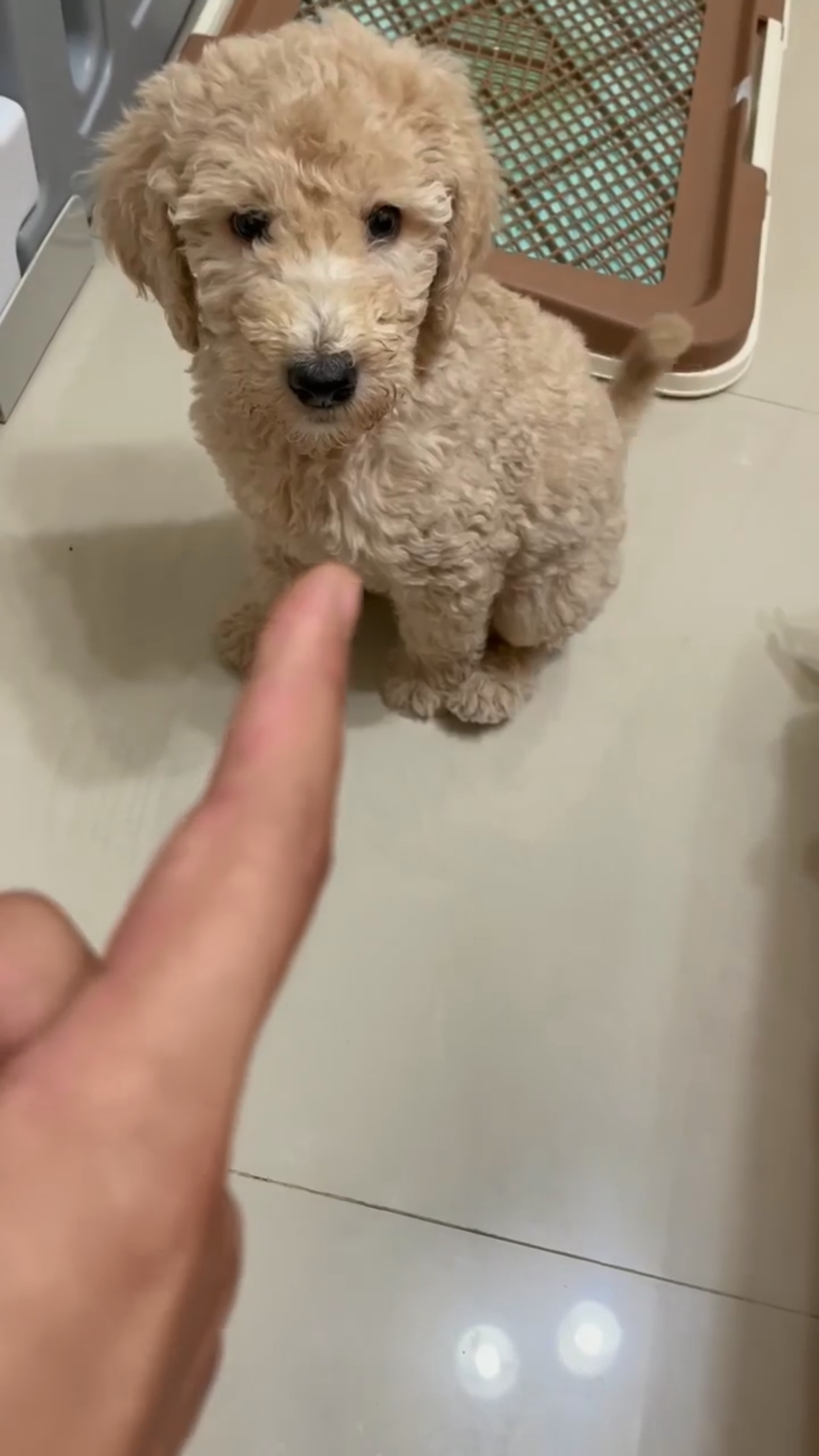 巨型贵宾犬发狂,巨型贵宾犬在家乱叫