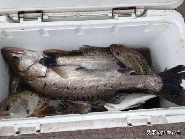 如何野钓海鲈鱼技巧和方法,海鲈鱼垂钓方法和技巧