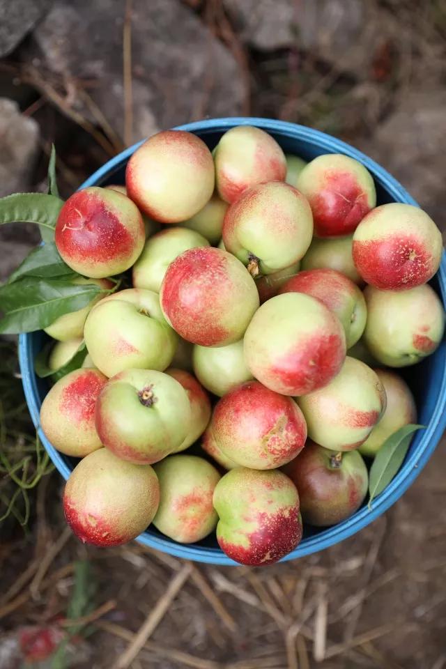 四川宜宾姑娘嫁内蒙古,四川宜宾女子出嫁