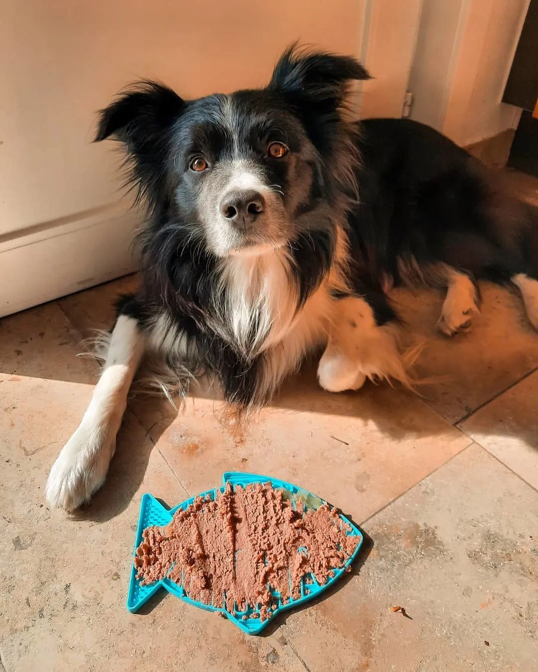 狗狗吃饭太急怎么办,狗狗吃得太急咬手怎么教