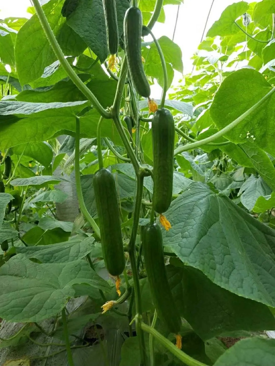 免费送菜到家广告,欢迎下单免费送菜上门