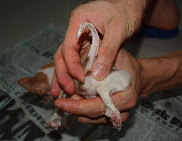 不会给狗狗挤肛门腺?教你几招,轻松解决臭味道来源