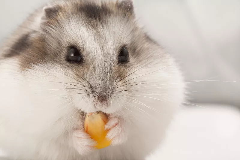 仓鼠咬人怎么办怎么驯服它,仓鼠咬人会不会打你