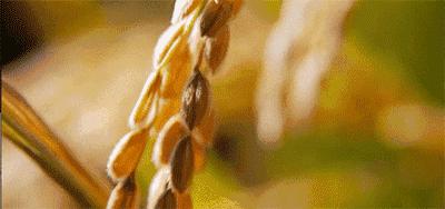 20世纪90年代后期袁隆平,90年代袁隆平视频