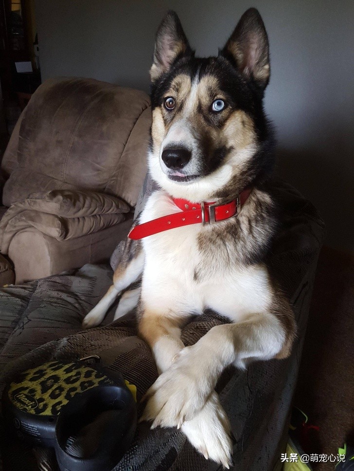 串串狗到底是什么品种的狗狗,什么品种的串串狗最可爱