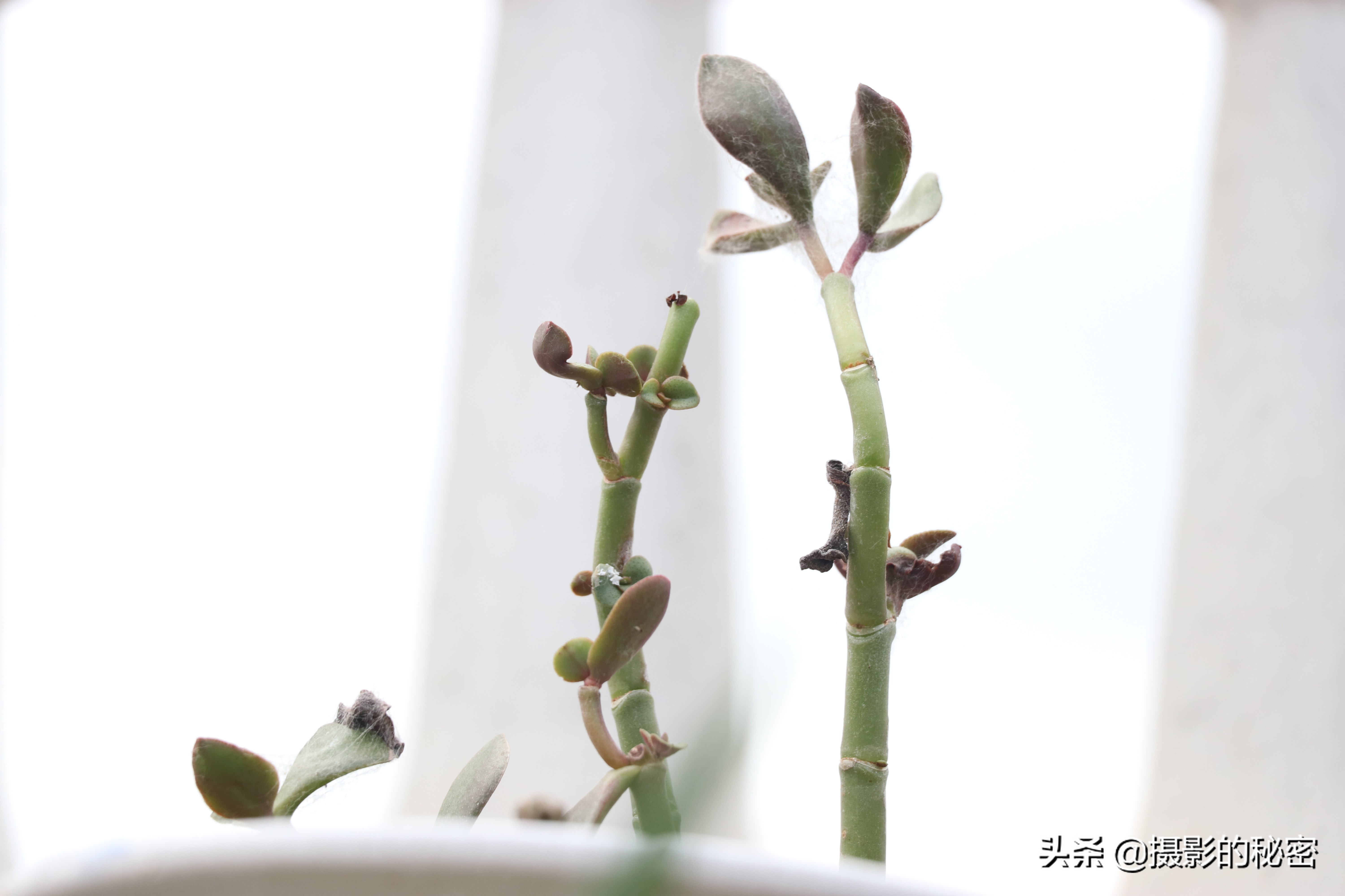 富图宝空气二号和空气三号,富图宝空气二号延时摄影