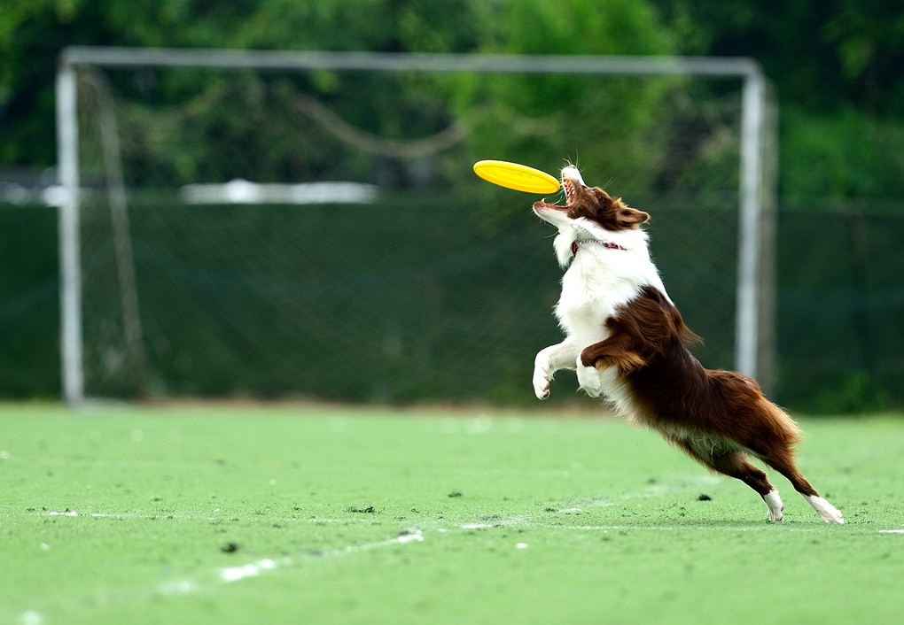 我的狗怎么老是发抖,狗狗一直叫很吵怎么办