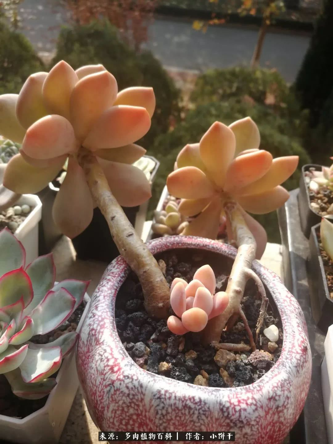 无肉不欢的肉瘾少女，日日沉迷于美色无法自拔！