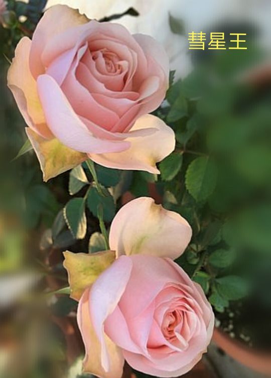 阳台系列月季品种大全,微型月季藤本月季