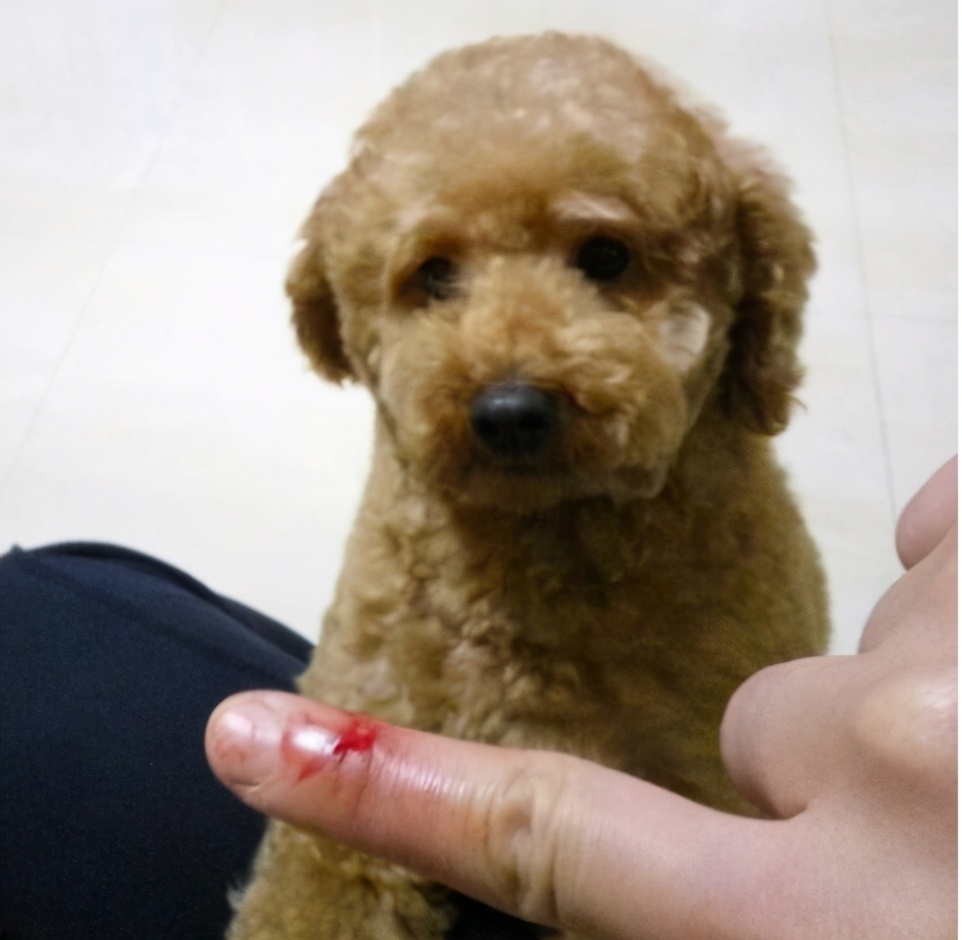 泰迪犬被误会的几个动作,泰迪犬不同的行为代表着什么意思