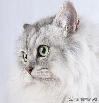 猫咪眼睛流泪是什么原因引起的,不哭不哭眼泪是珍珠什么梗