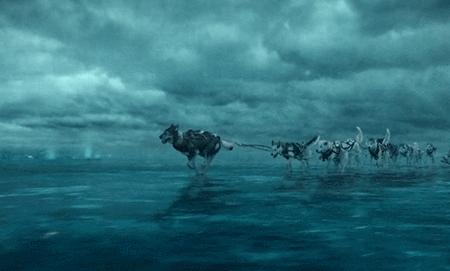 二哈多哥极限逃跑,多哥为什么跟其他哈士奇不一样