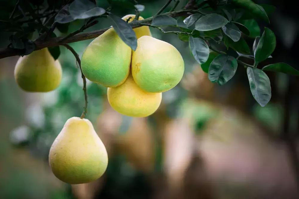 井冈蜜柚甜味不够,你们爱吃井冈蜜柚吗