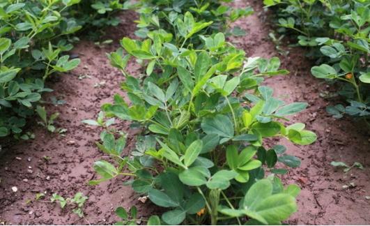 花生种植新手入门教学视频,花生种植技术小视频