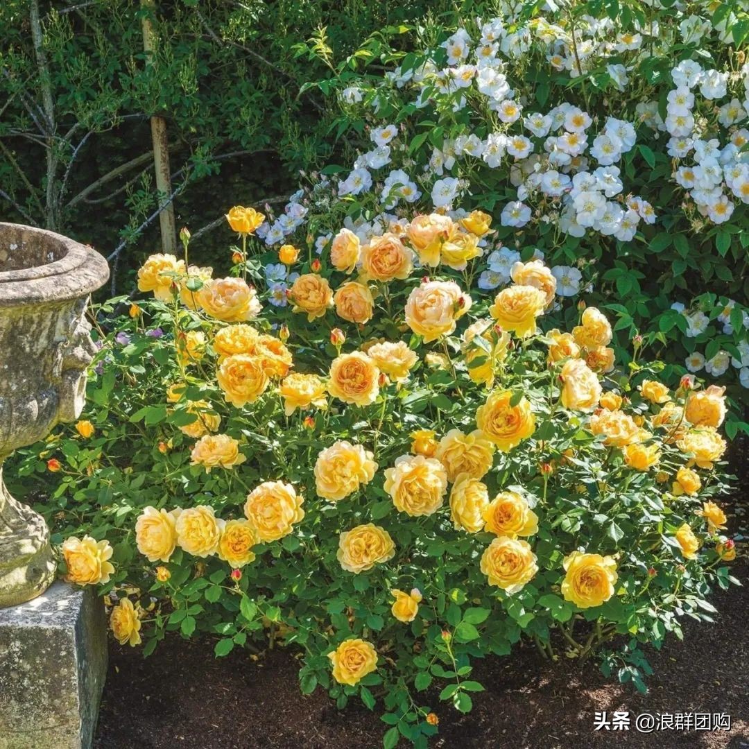 月季哪些品种大花又香,月季哪些品种花期长耐阴耐寒耐旱