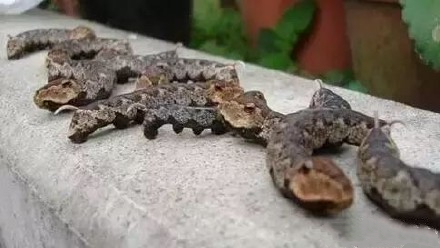 这个技能我服气!影帝级别的毛毛虫,遇到危险秒变毒蛇