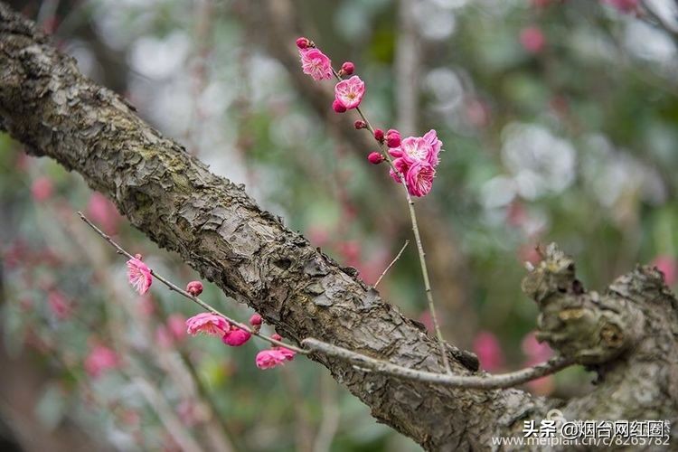南京梅花山梅花开了吗,来南京梅花山赏梅花
