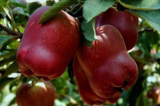 带龙字的4种水果,带龙的水果有哪几种