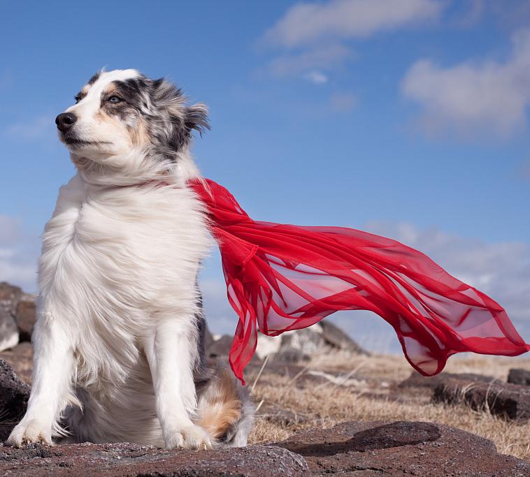 狗狗长不胖什么原因,狗狗长不胖补充维生素