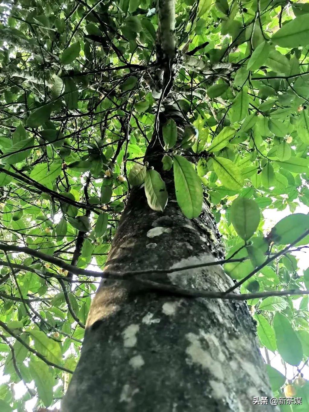 南糯山拔玛寨茶的特点,南糯山拔玛茶介绍