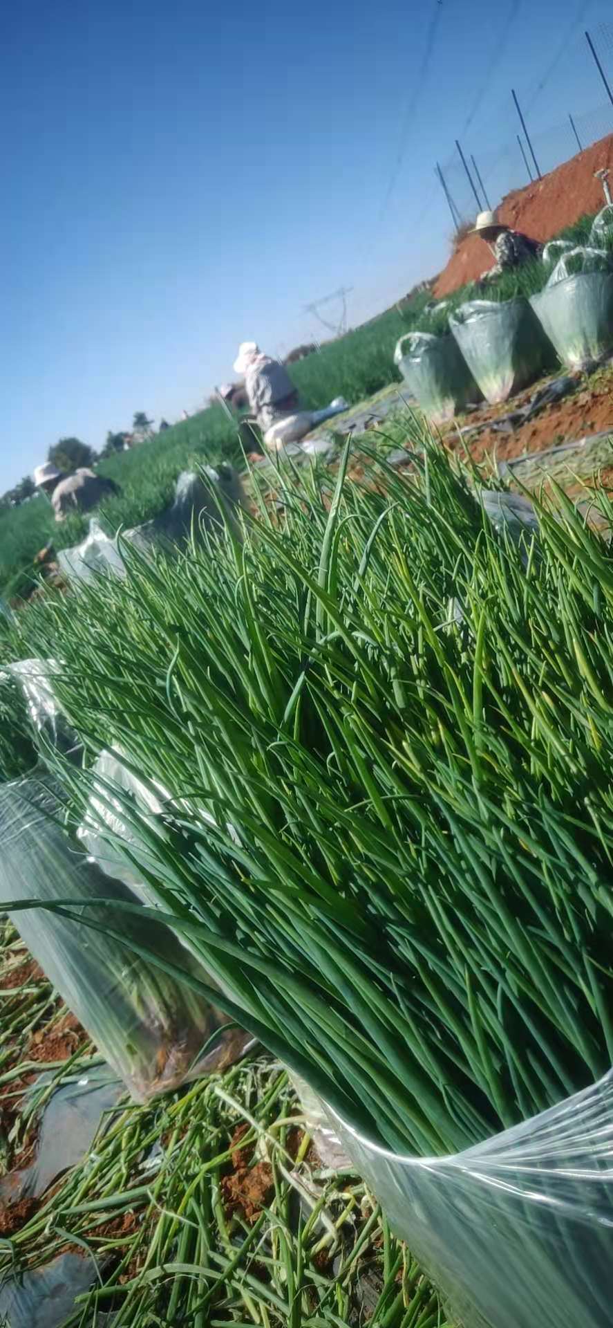 云南农村小伙卖农产品,泸西的小香葱现在卖多少钱一公斤