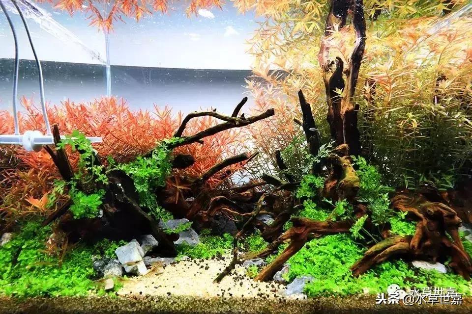 40厘米鱼缸杜鹃根造景,杜鹃根水草缸