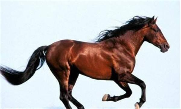 骏马奔腾声势浩荡,飞黄腾达的骏马