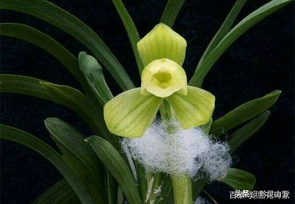 贵州兰花品种11（估价2000万的兰花）