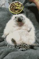 谁造的谣：刺猬是长了刺的耗子