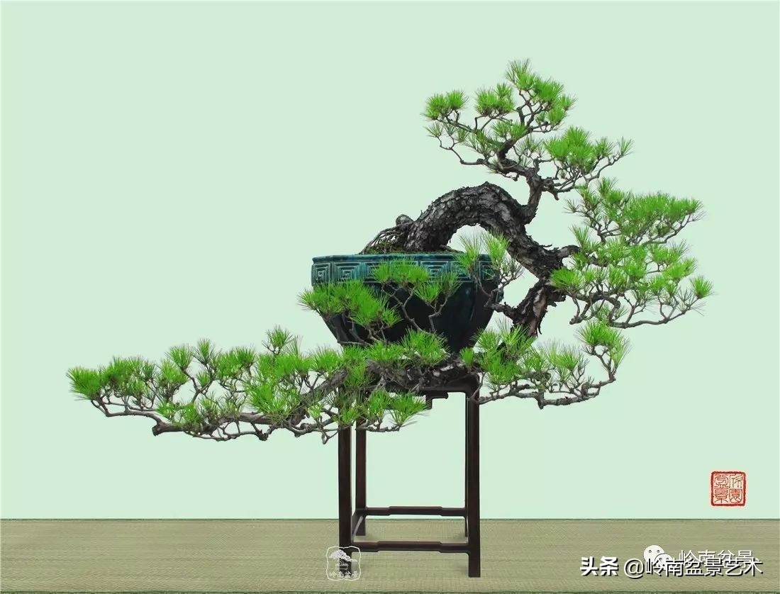 山松马尾松盆景,盆景大师郑永泰有书吗