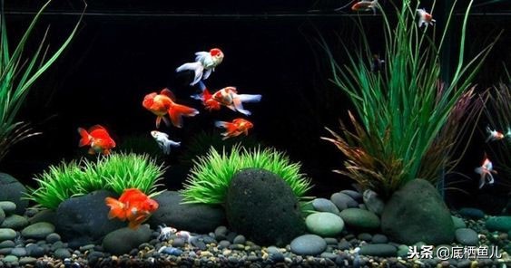 鱼眩晕怎么办呢,鱼腰偏头痛