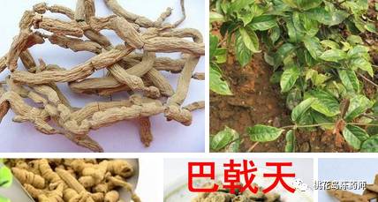 中药饮片独角牛别名,中药饮片大芸的别名