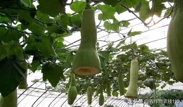 神奇砍瓜吃法视频,神奇砍瓜视频完整版