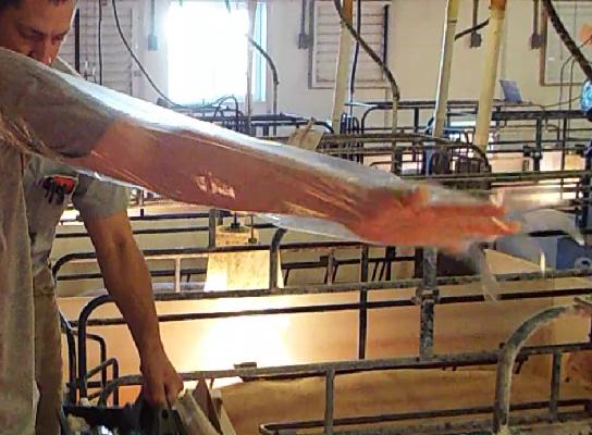 养猪母猪有炎症一招搞定,猪场常用7种母猪诱情措施