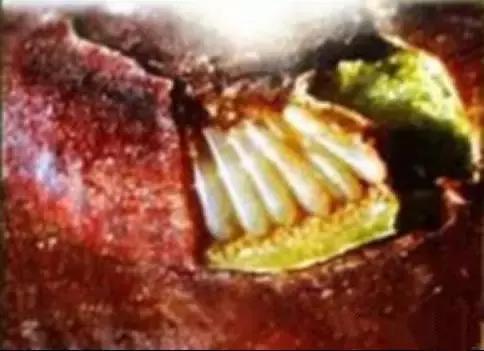 果树清园到底用什么药最好,冬季蜜柚清园管理要点