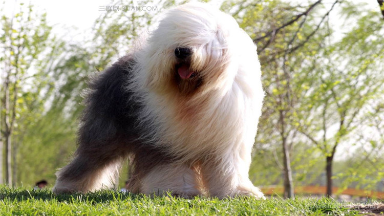 狗适合住13层吗,适合狗狗住的房子