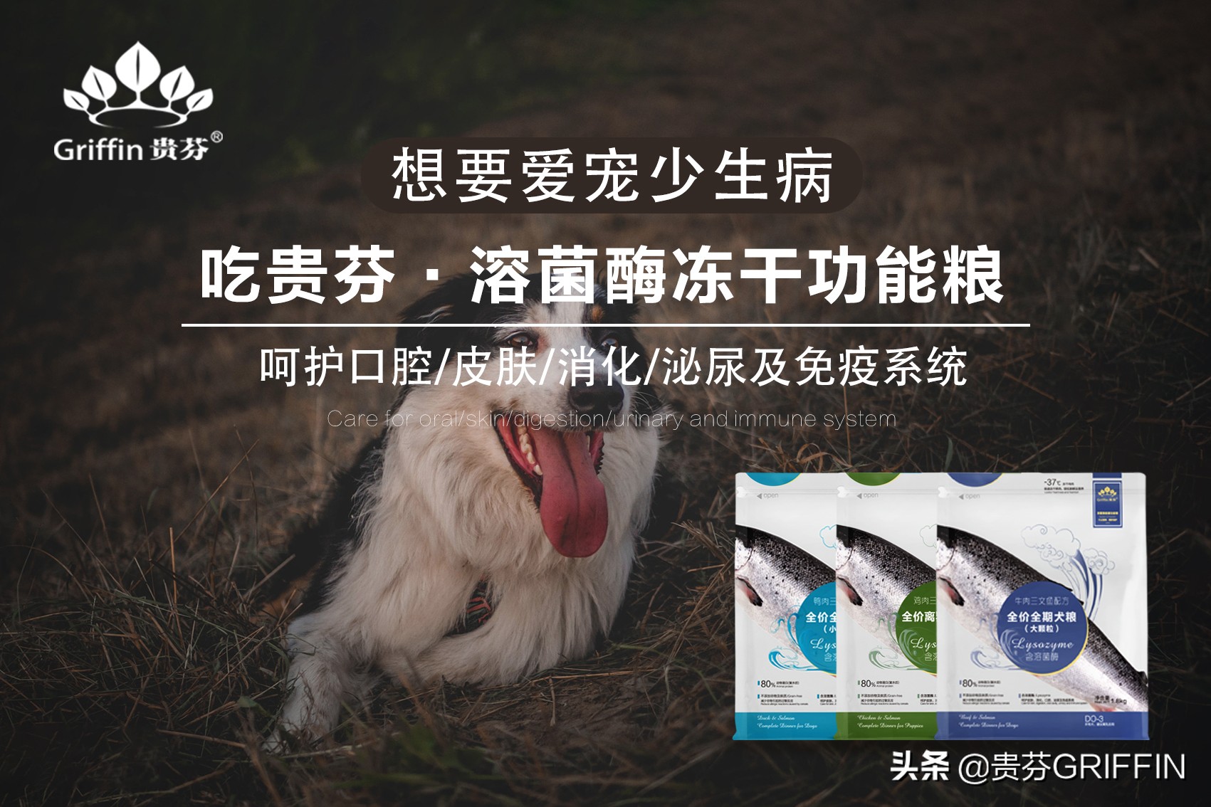 鐙楃嫍鍒板簳鑳戒笉鑳藉悆鑽旀灊,鐙楃嫍鍒板簳鑳戒笉鑳藉悆榫熺伯