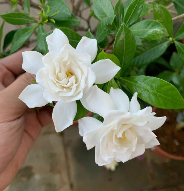 盆栽栀子花叶子干枯怎么办,栀子花放在阳台叶子发蔫怎么补救