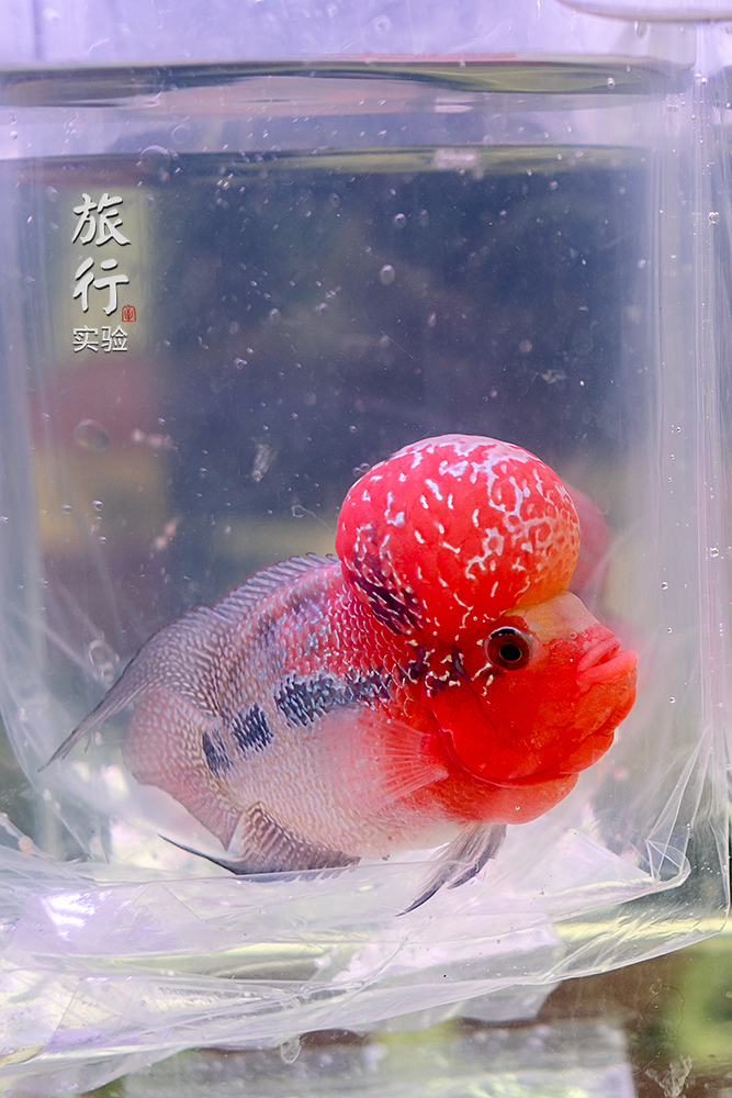 一周一次的宠物市场,天津适合带宠物去游玩的地方